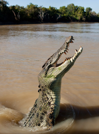 Krokodyl